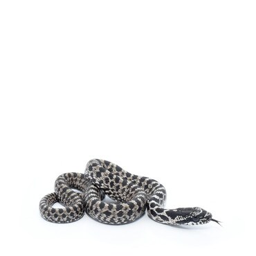 Four-Lined Rat Snake